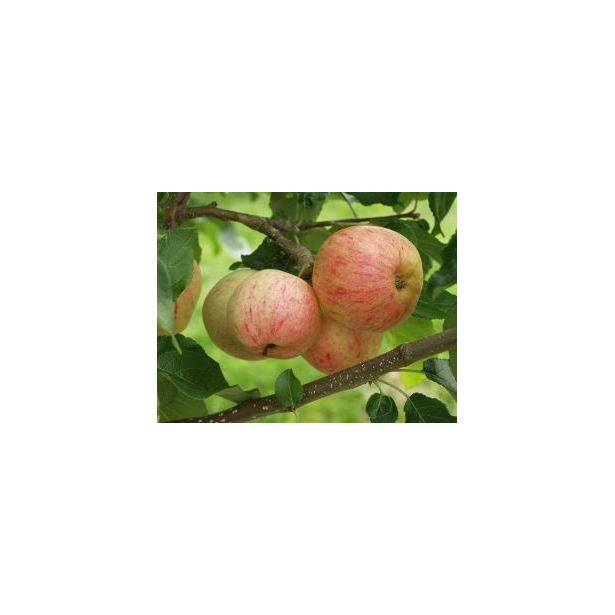 Omenapuu Malus domestica Viheraarni Moskovan Päärynäomena