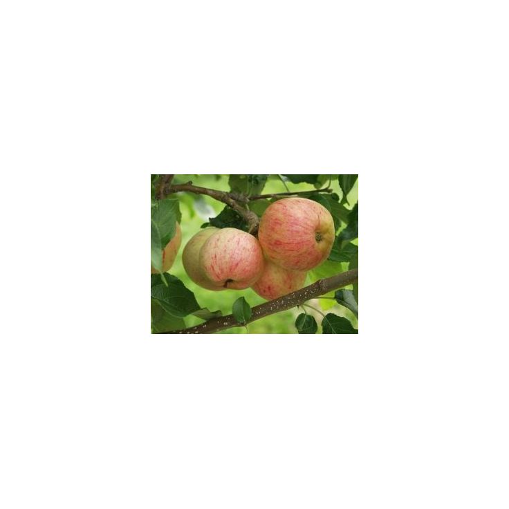 Omenapuu Malus domestica Viheraarni Moskovan Päärynäomena