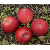 Omenapuu Malus domestica Viheraarni Punaposki