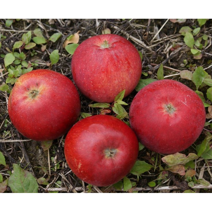 Omenapuu Malus domestica Viheraarni Punaposki