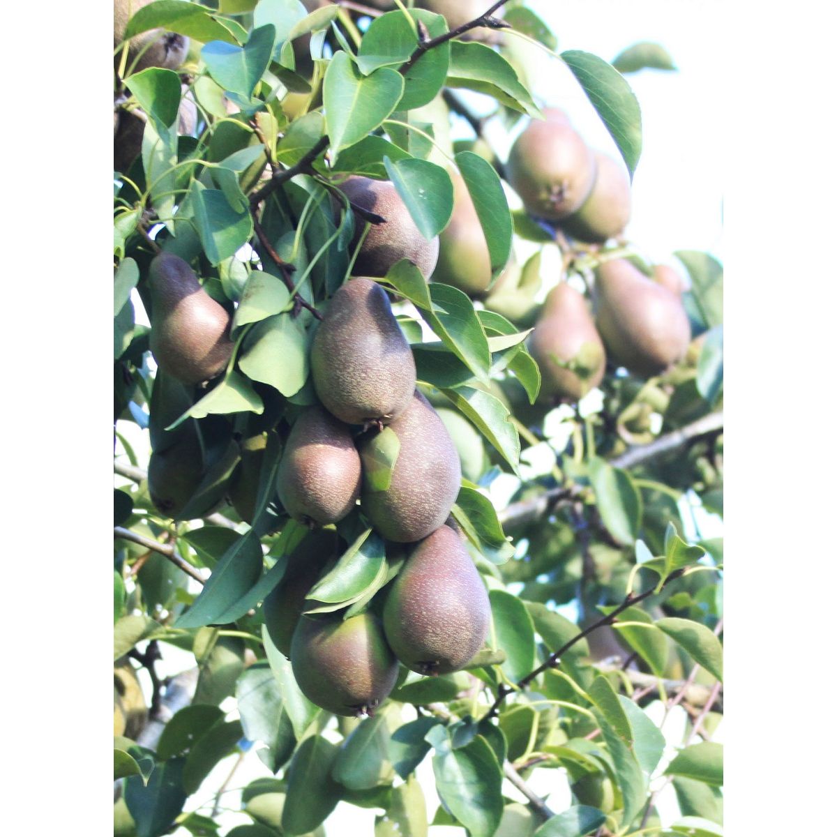 Päärynä Pyrus communis Viheraarni Siska Tshizhovskaja