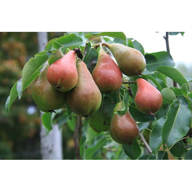 Päärynä Pyrus communis Viheraarni Pepi