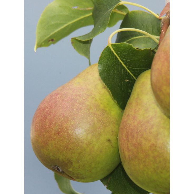 Päärynä Pyrus communis Viheraarni Lada
