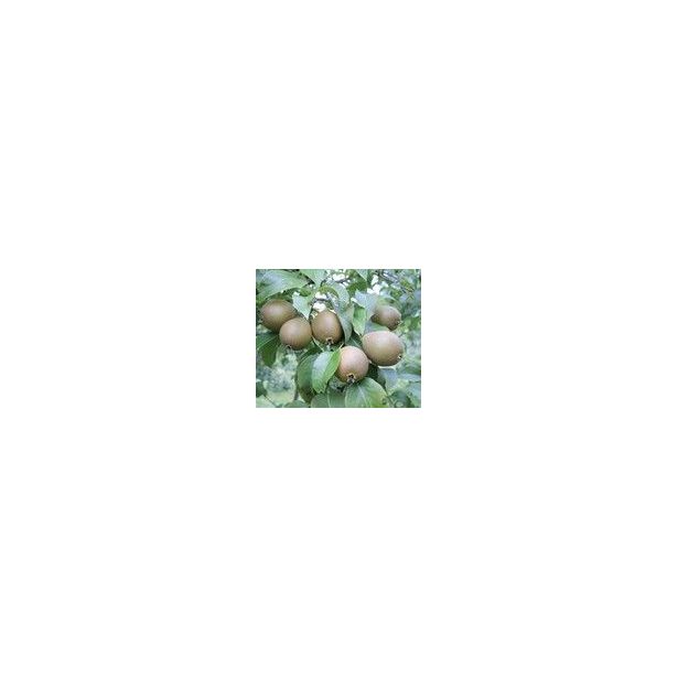 Päärynä Viheraarni Pyrus Communis Suvenirs
