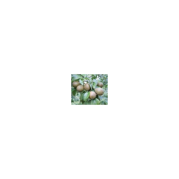 Päärynä Viheraarni Pyrus Communis Suvenirs