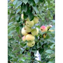 Pilariomenapuu Viheraarni Malus President