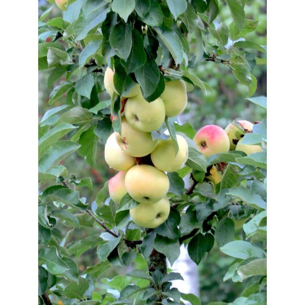 Pilariomenapuu Viheraarni Malus President