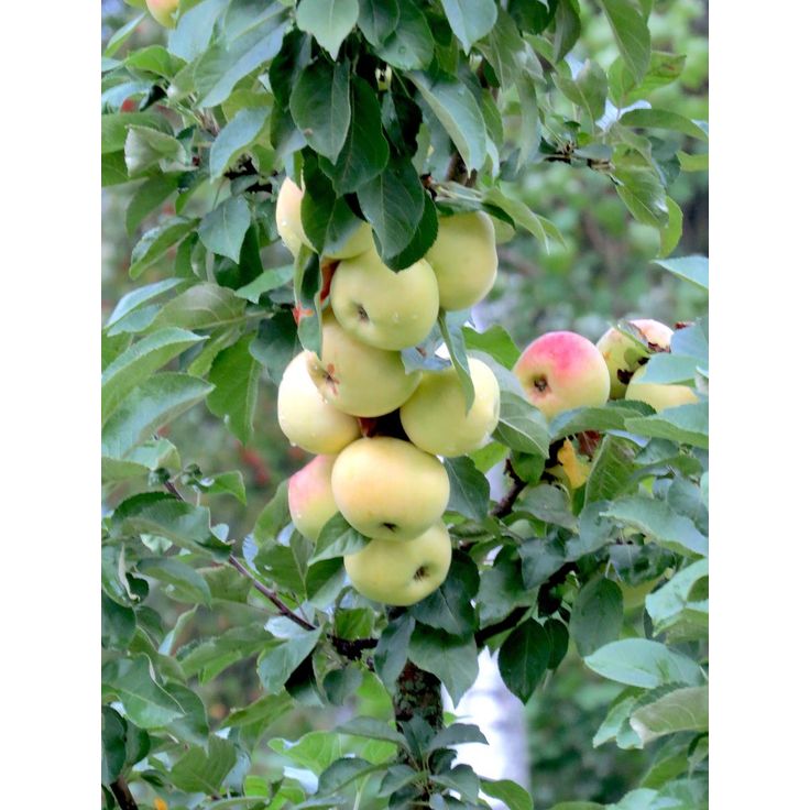 Pilariomenapuu Viheraarni Malus President
