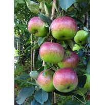 Pilariomenapuu Viheraarni Malus Senator