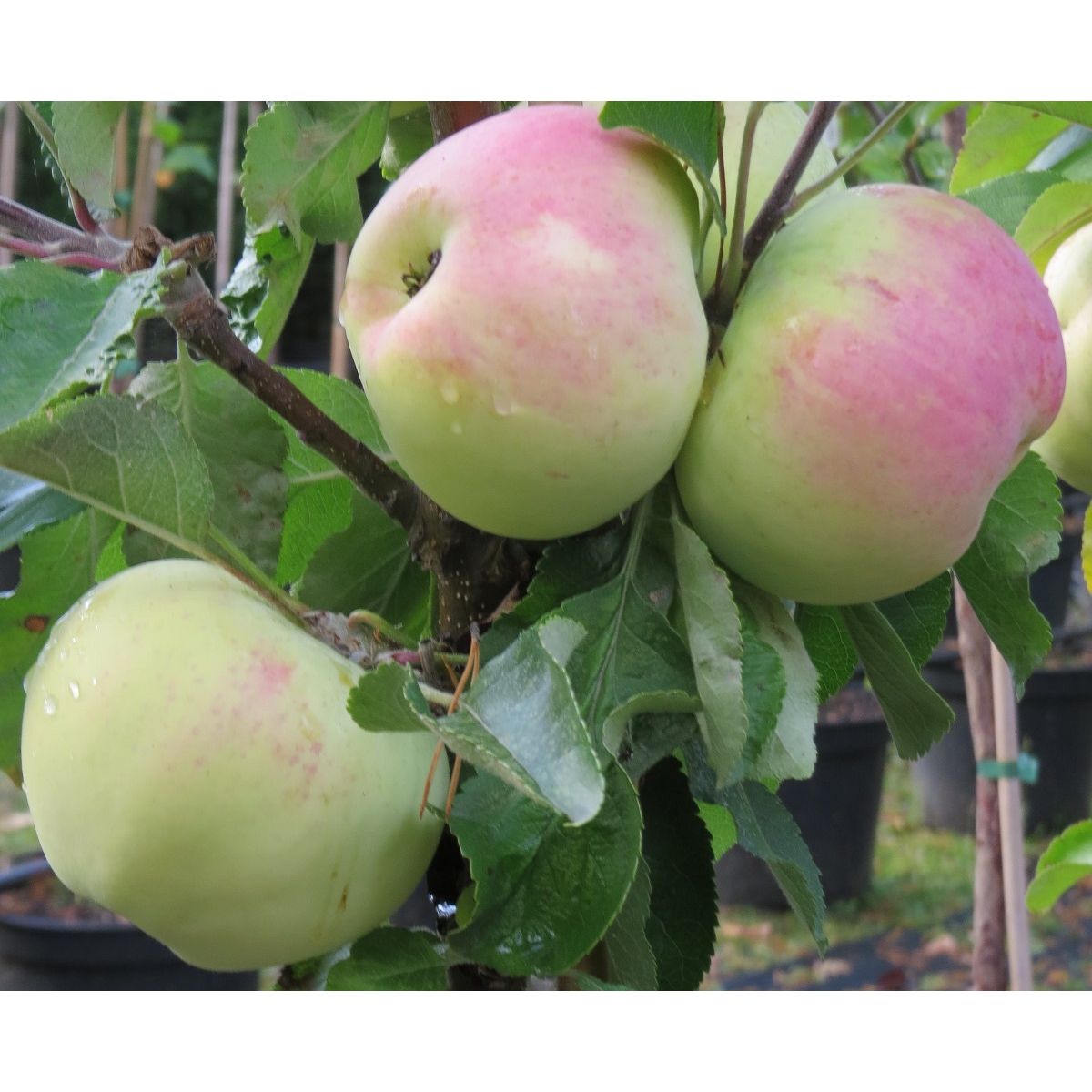 Pilariomenapuu Malus Viheraarni Medoc