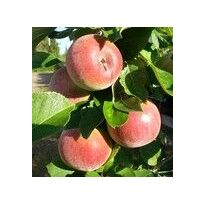 Pilariomenapuu Viheraarni Malus Triumf