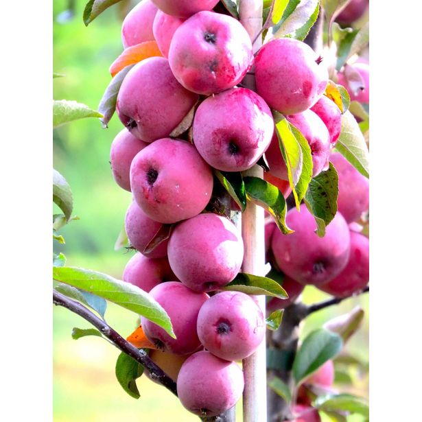 Pilariomenapuu Malus Viheraarni Elina
