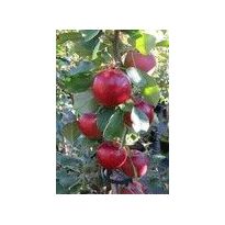 Pilariomena Viheraarni Malus Uldis
