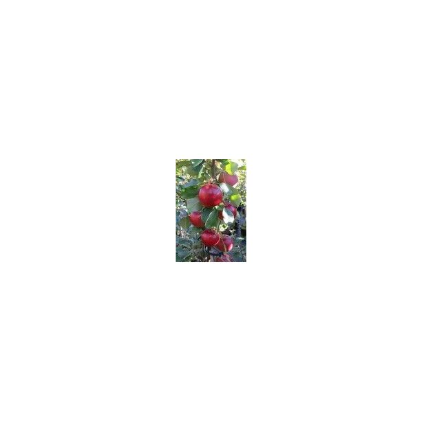 Pilariomena Viheraarni Malus Uldis