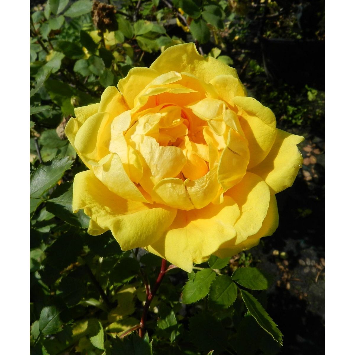 Persiankeltaruusu Rosa foetida Viheraarni Persian Yellow