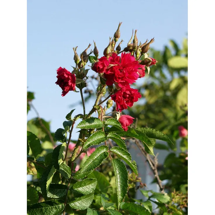 Neilikkaruusu Rosa Viheraarni F.J. Grootendorst