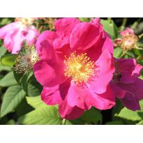 Valamonruusu Rosa Viheraarni Splendens
