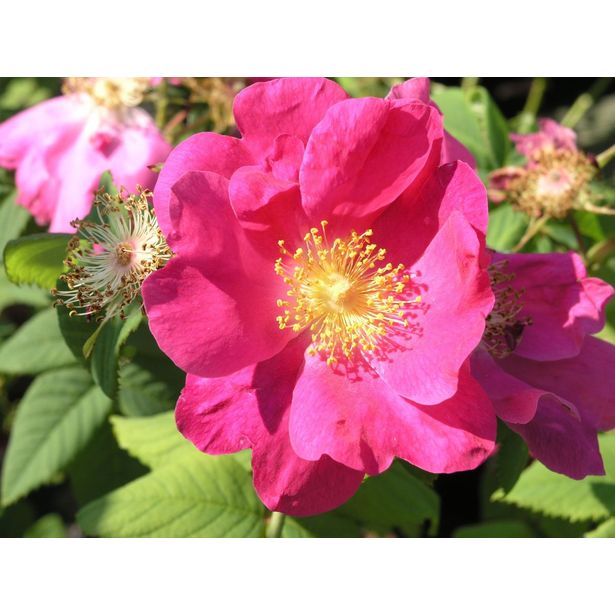 Valamonruusu Rosa Viheraarni Splendens