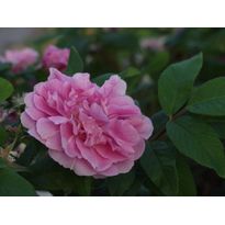 Teresanruusu Rosa Viheraarni Therese Bugnet