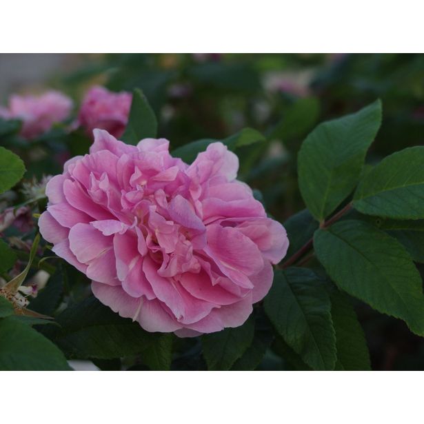 Teresanruusu Rosa Viheraarni Therese Bugnet
