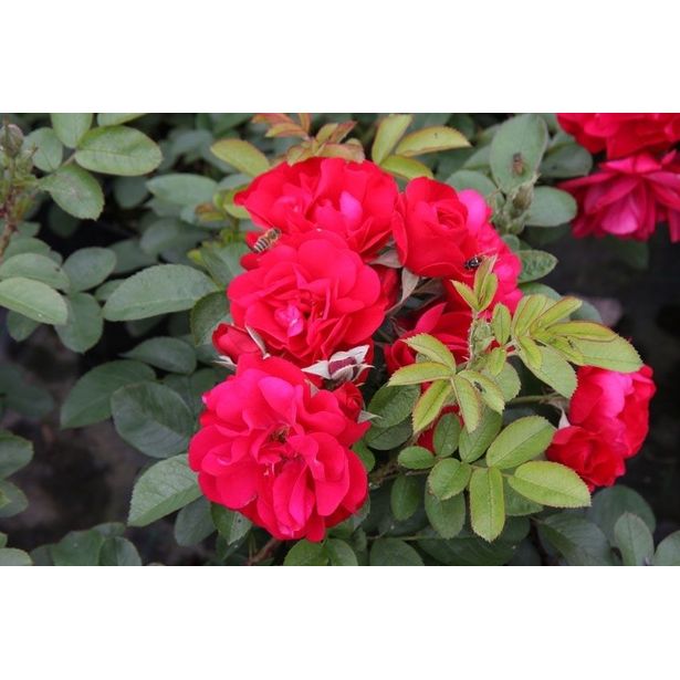 Ruusu Rosa Viheraarni Hansaland