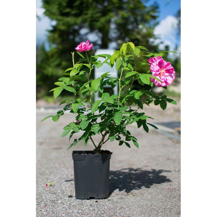 Kirjoapteekkarinruusu Viheraarni Rosa Mundi