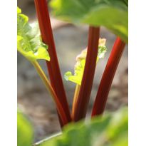 Tarharaparperi Rheum rhabarbarum Viheraarni Raspberry Red