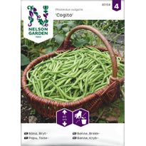 Taitepapu Nelson Garden Cogito, siemenet