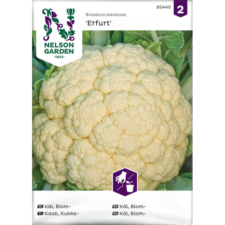 Kukkakaali siemen Nelson Garden Erfurt