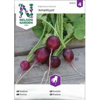 Retiisi Nelson Garden Amethyst, siemenet