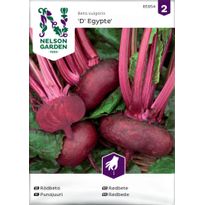 Punajuuri Nelson Garden D&#039; Egypte, siemenet