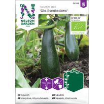 Köynnöskesäkurpitsa Nelson Garden Ola Escaladora Organic, siemenet