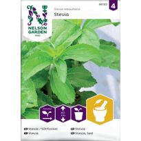 Stevia Nelson Garden, siemenet