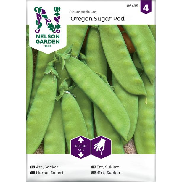 Sokeriherne siemen Nelson Garden Oregon Sugar Pod