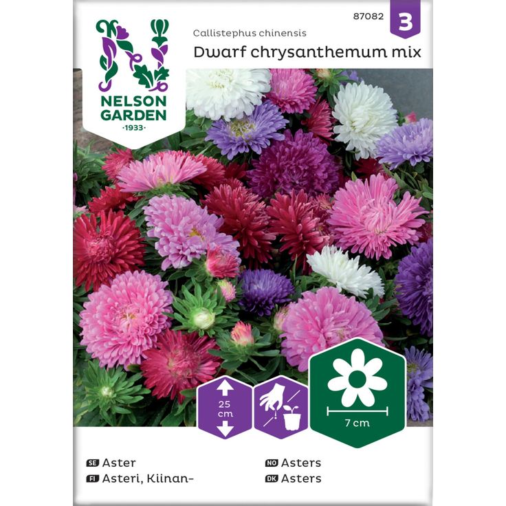 Kiinanasteri siemen Nelson Garden Dwarf chrysanthemum, seos
