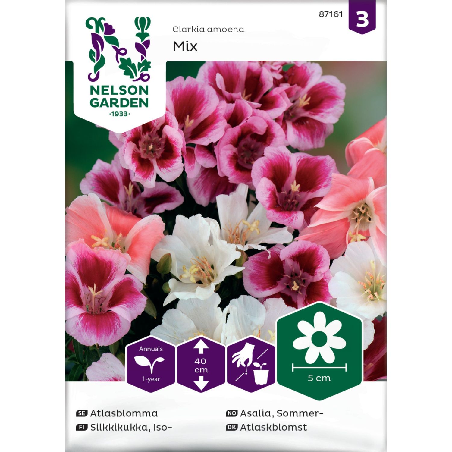 Iso-Silkkikukka Nelson Garden, väriseos, siemenet