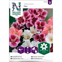 Iso-Silkkikukka Nelson Garden, väriseos, siemenet