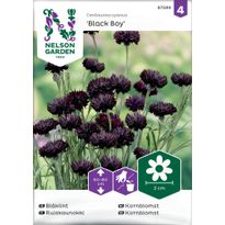 Ruiskaunokki Nelson Garden Black Boy, siemenet