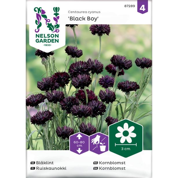 Ruiskaunokki siemen Nelson Garden Black Boy
