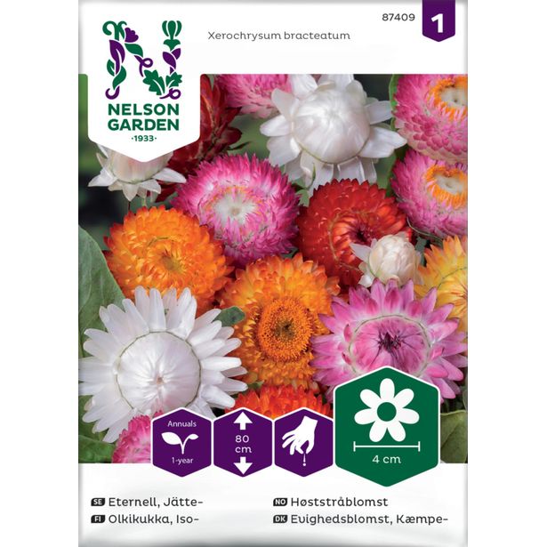 Iso-olkikukka siemen Nelson Garden, väriseos