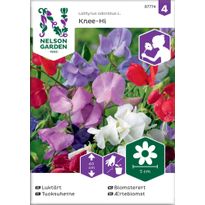 Tuoksuherne Nelson Garden Knee-Hi, seos, siemenet