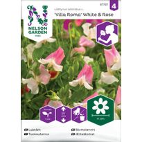 Tuoksuherne Nelson Garden Villa Roma  White &amp; Rose, siemenet