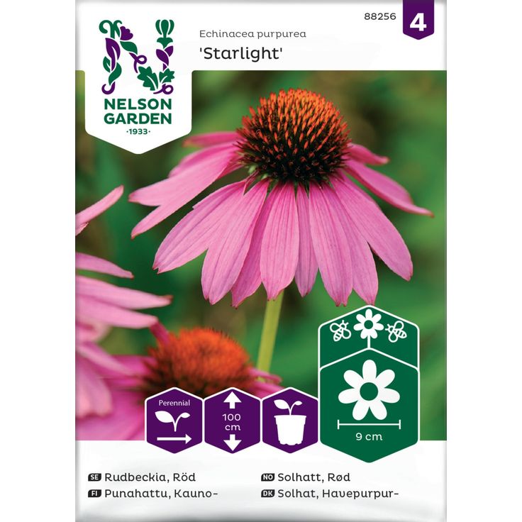 Kaunopunahattu siemen Nelson Garden Starlight