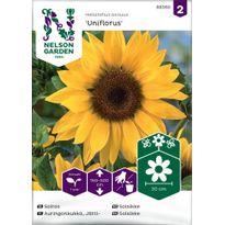 Jättiauringonkukka Nelson Garden Uniflorus, siemenet