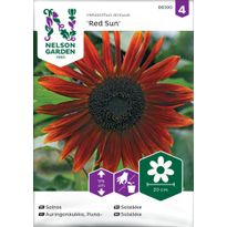 Puna-auringonkukka Nelson Garden Red Sun, siemenet