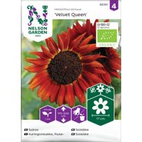 Auringonkukka Nelson Garden Velvet Queen Organic, siemenet