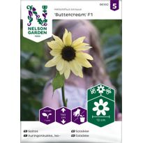 Auringonkukka Nelson Garden Buttercream F1, siemenet