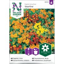 Kääpiösamettikukka Nelson Garden Starfire mixed, siemenet