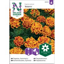 Ryhmäsamettikukka Nelson Garden Bolero, siemenet