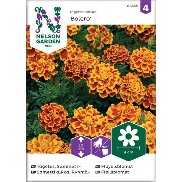 Ryhmäsamettikukka siemen Nelson Garden Bolero